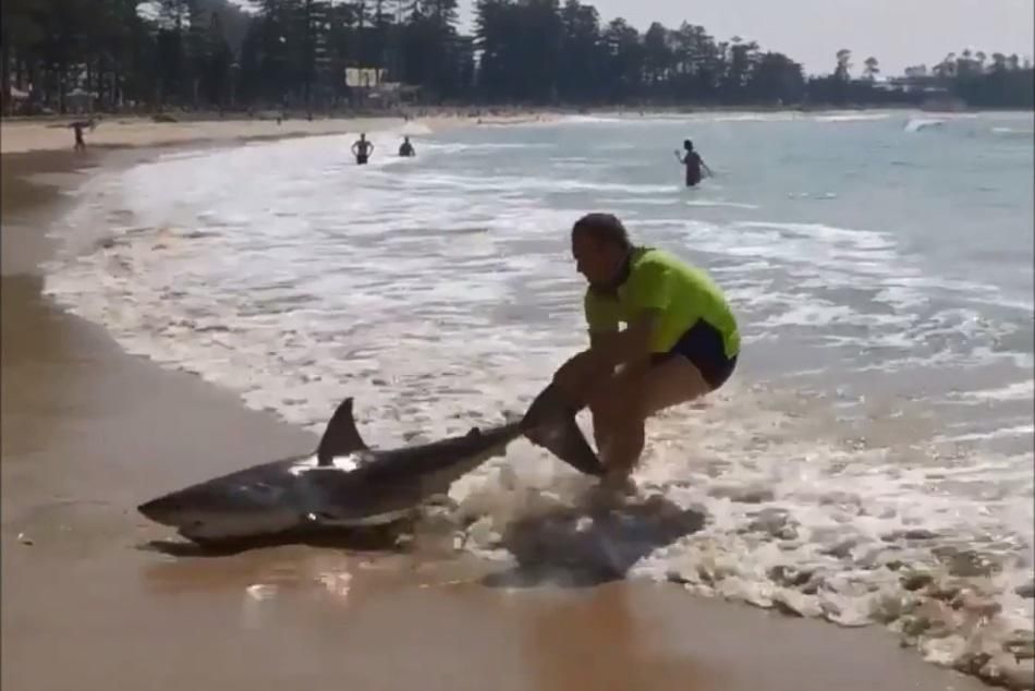 Rescata a un tiburón blanco varado arrastrándolo p