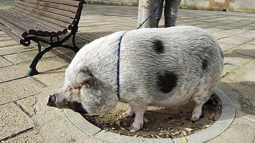 El cerdo que una mujer llevaba con una correa por una calle de s&#039;Arenal.