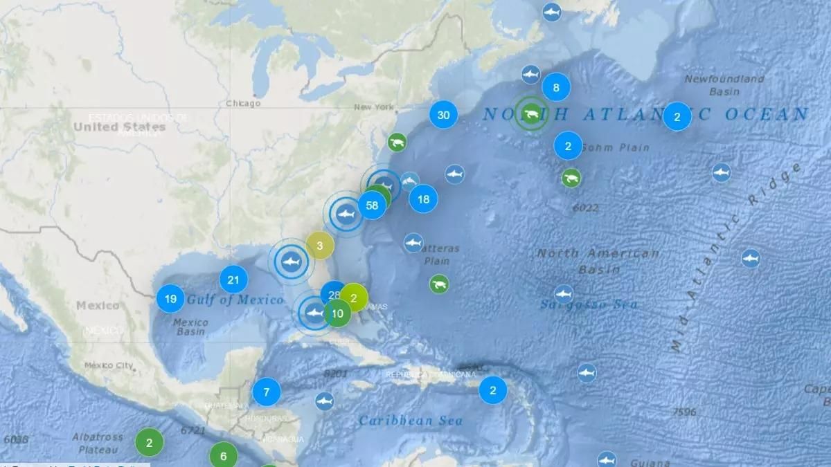 Encuentran al tiburón más grande de occidente en Florida