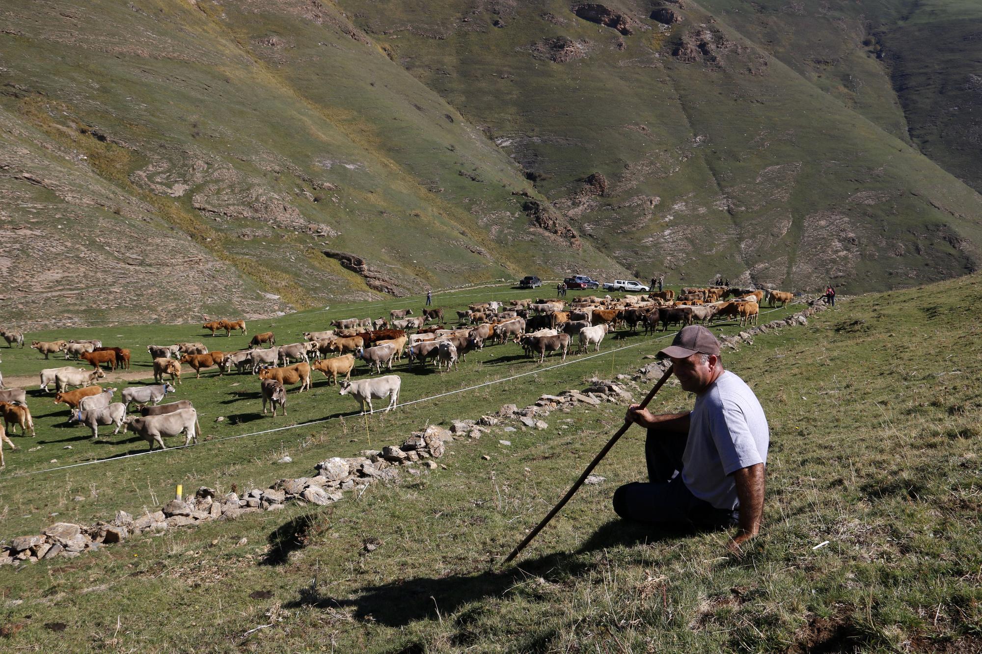 Vaquers del Berguedà, Cerdanya i el Solsonès recullen el seu bestiar de la muntanya