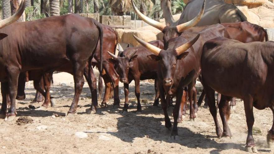 La cornamenta de los watusi