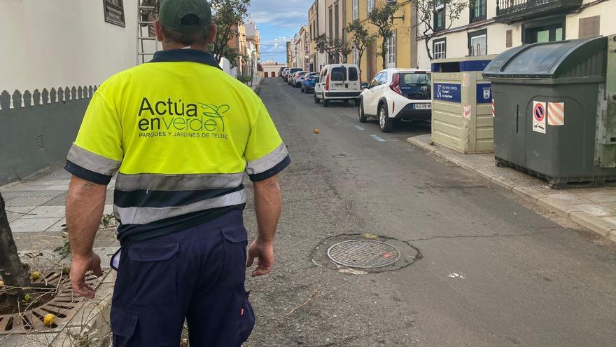 Telde informa que este sábado se realizará el mantenimiento de la arboleda en la calle Conde de la Vega Grande y León y Castillo