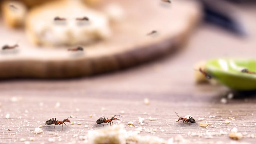 Cómo hacer una trampa para hormigas en casa.