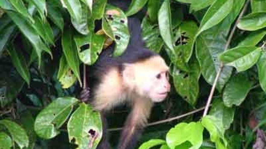 Nace en Terra Natura una nueva cría de mono capuchino