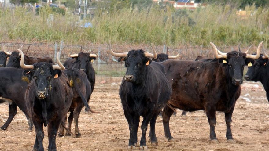 Las vacas estrella de Machancoses que el ganadero ha salvado del matadero.