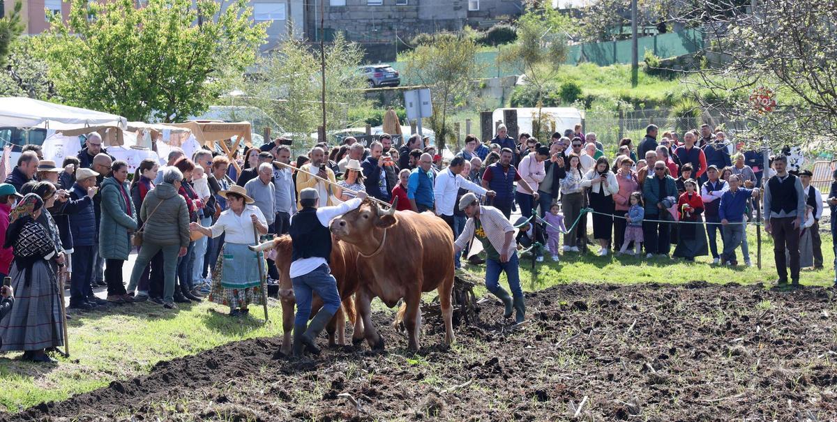 Bueyes arando la tierra en la Festa da Sementeira do Millo, en Matamá.