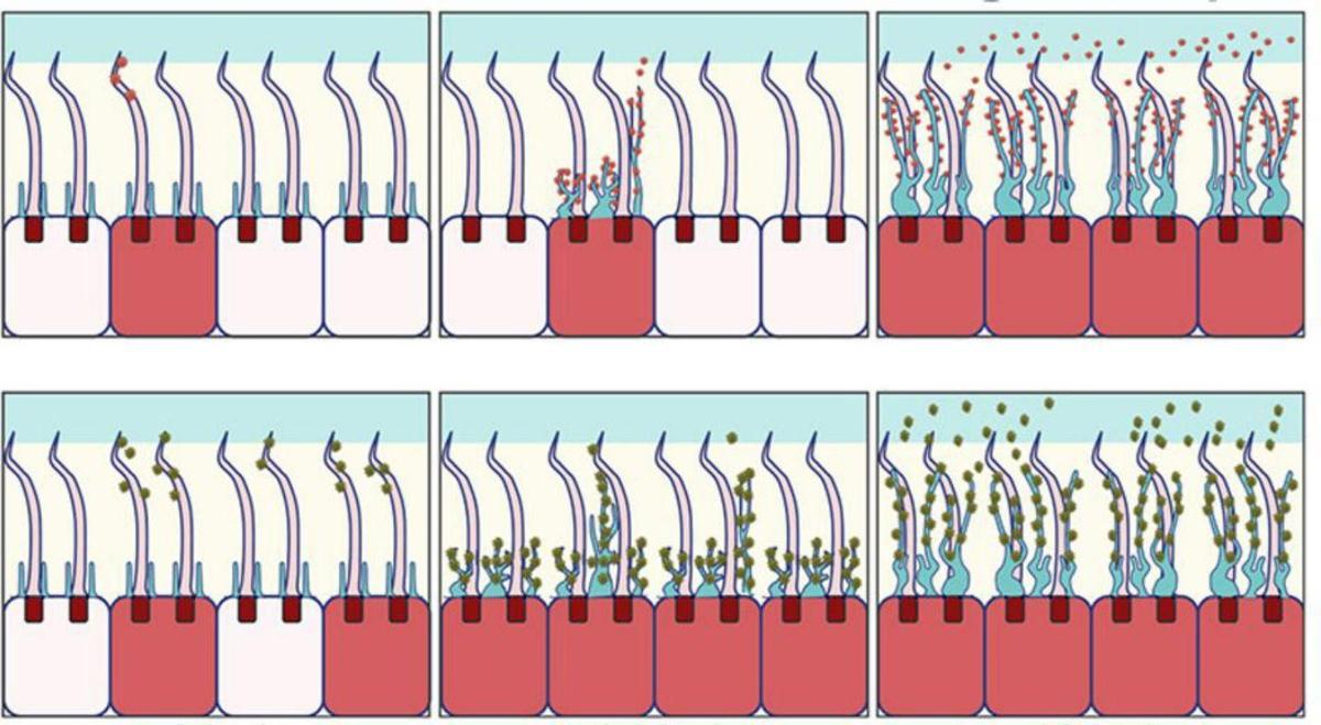 Ómicron infecta mejor el epitelio nasal. Las subvariantes de ómicron “se unen con mayor afinidad a los cilios y muestran una entrada viral acelerada”, destaca el estudio. Arriba, gráfico de la infección en los cilios (pelillos largos) y microvellosidades (pelillos cortos) con las variantes de Wuhan y Delta. Abajo, el mismo proceso con ómicron.