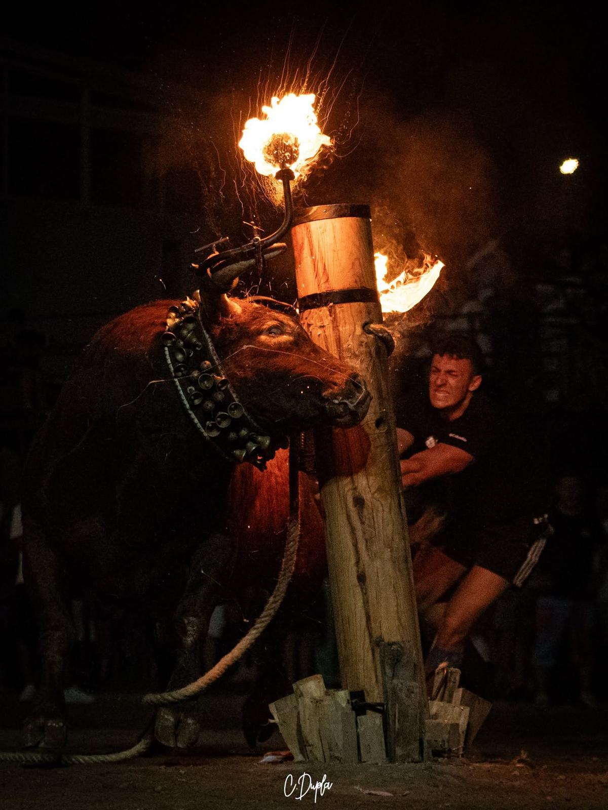 Toro embolado en Algímia