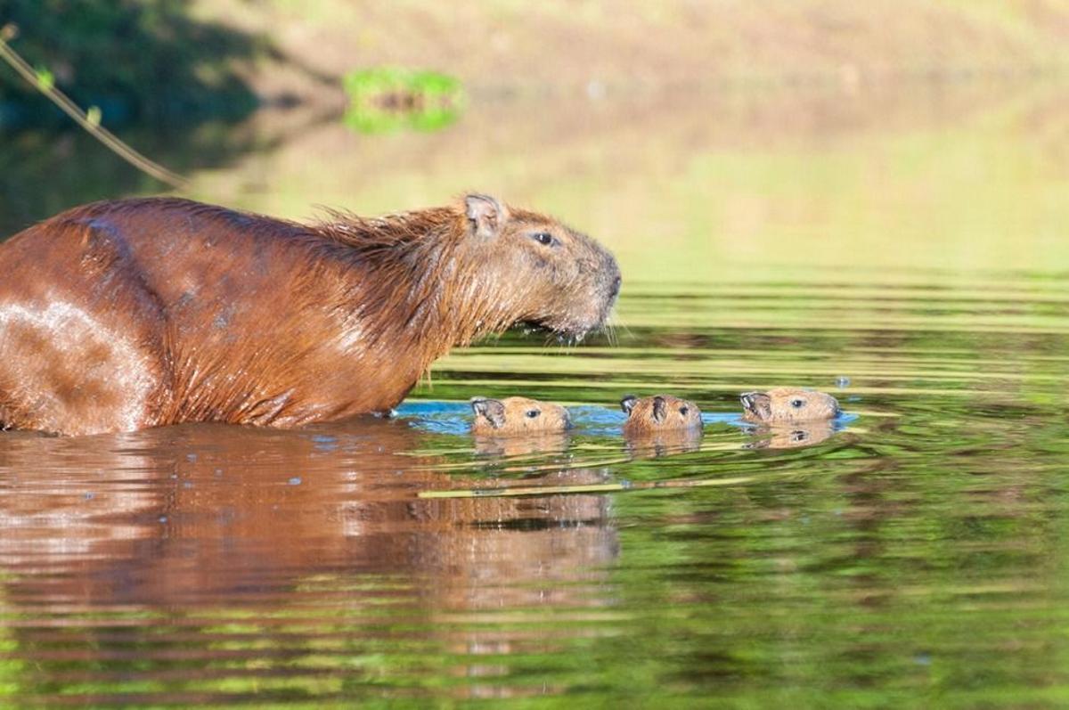 El animal se adapta a vivir en la ciudad