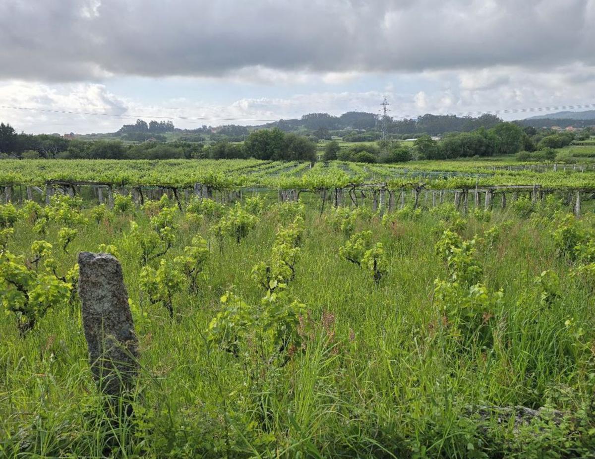 Viñedos repletos de
vegetación acompañante
en Val do Salnés.
| M. Méndez