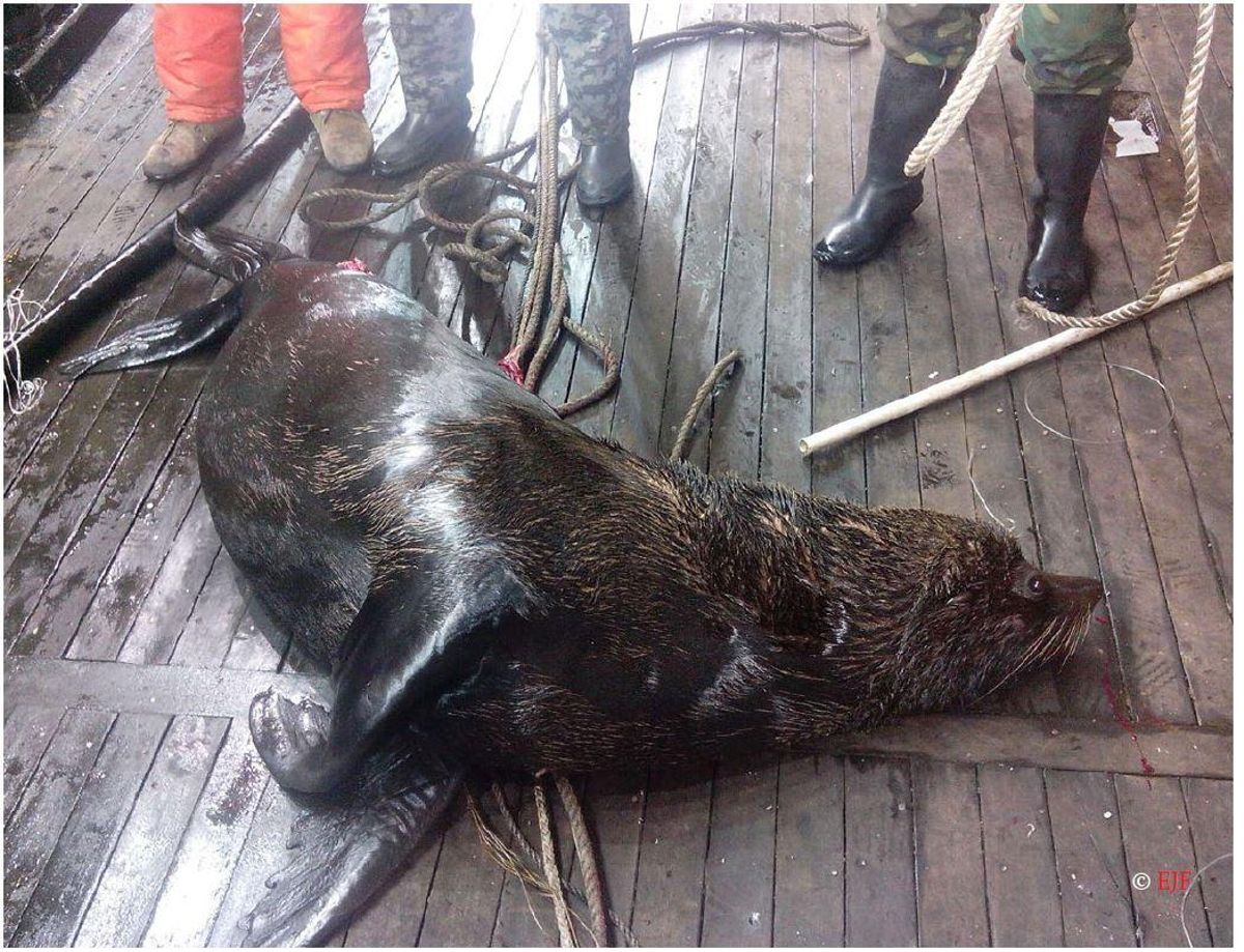 A seal captured by one of the boats