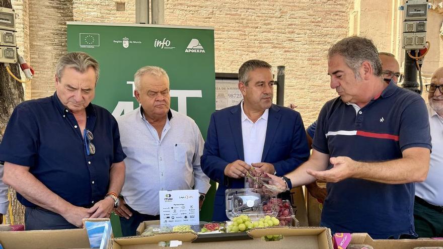 Las ventas al exterior de uva de mesa de la Región crecen un 19% y alcanzaron un récord de 292 millones en 2025
