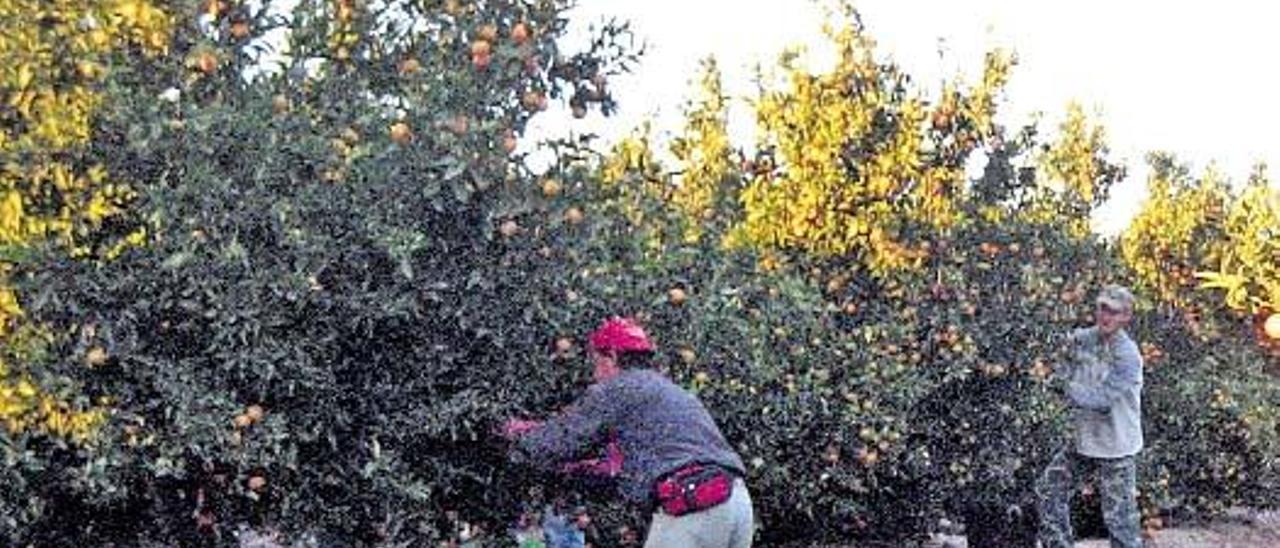 Duelo de titanes por el control de las mandarinas en Europa