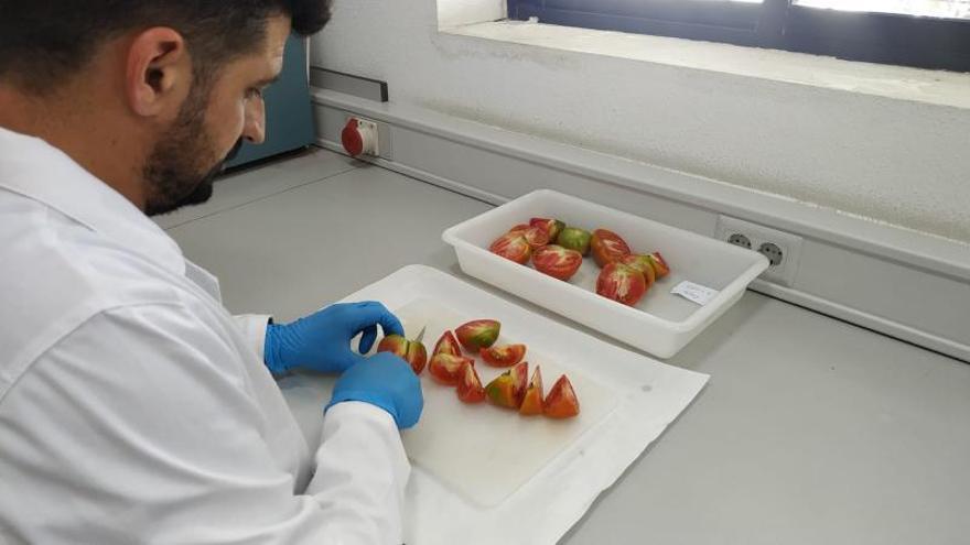 Un investigador del proyecto Valhitom realliza pruebas en el laboratorio.  | INFORMACIÓN