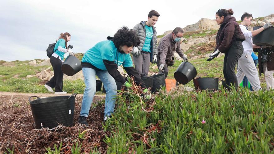 Voluntarios retiran, ayer, especies invasoras en el entorno de la Torre.  | // IAGO LÓPEZ