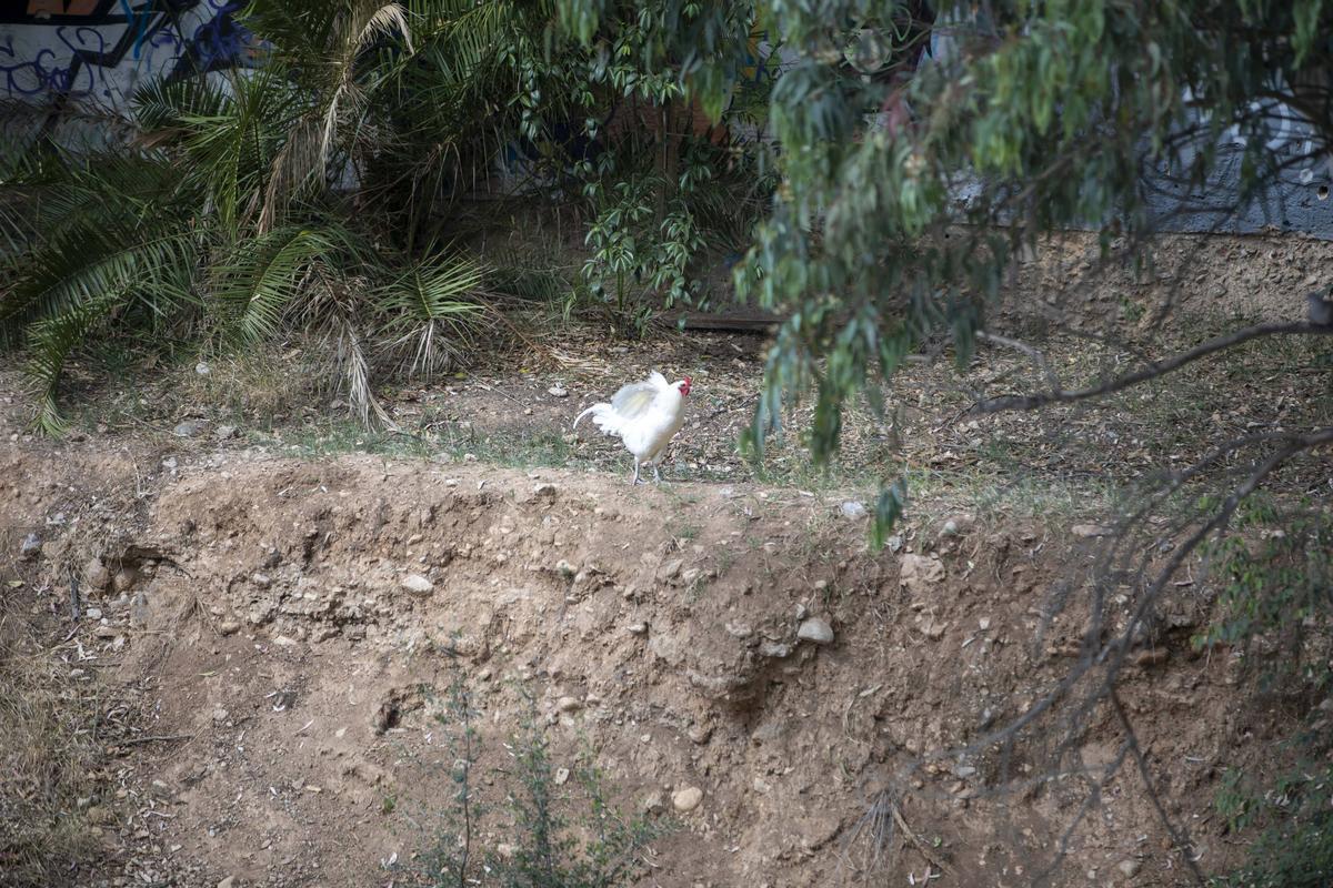 El canto de los gallos impide el descanso de los vecinos.