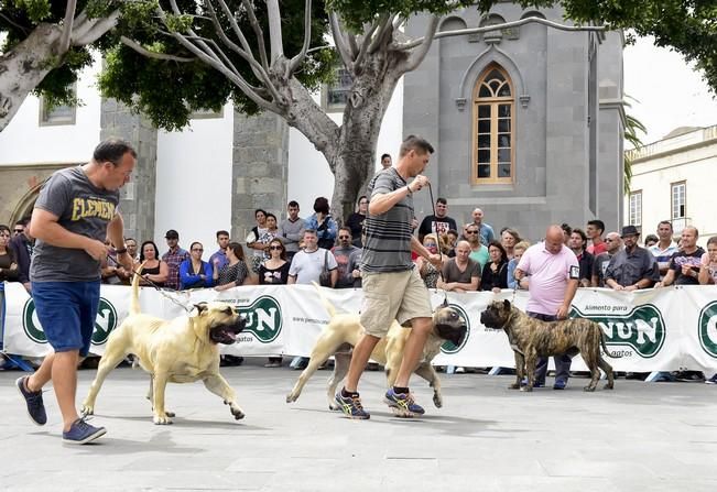 Celebración del I Certamen Nacional de perro ...