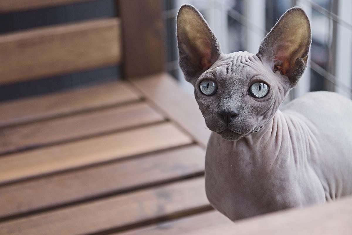 Gato Esfinge o Sphynx, la raza más conocida de gatos sin pelo.