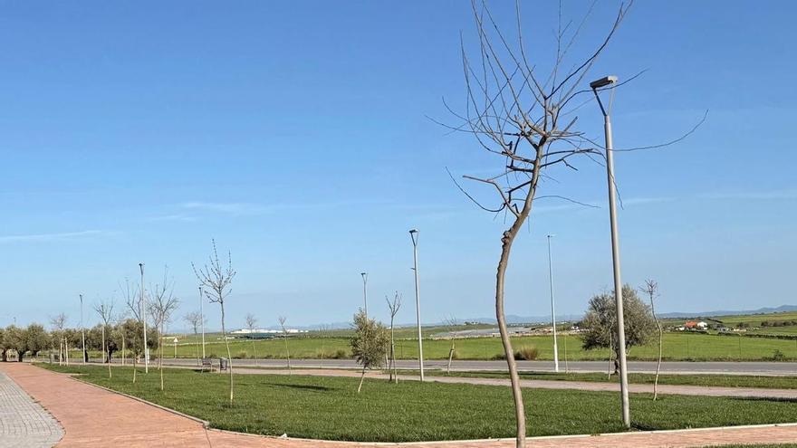 Pozoblanco refuerza su compromiso con el medio ambiente con la plantación de 78 nuevos árboles en distintos puntos del municipio