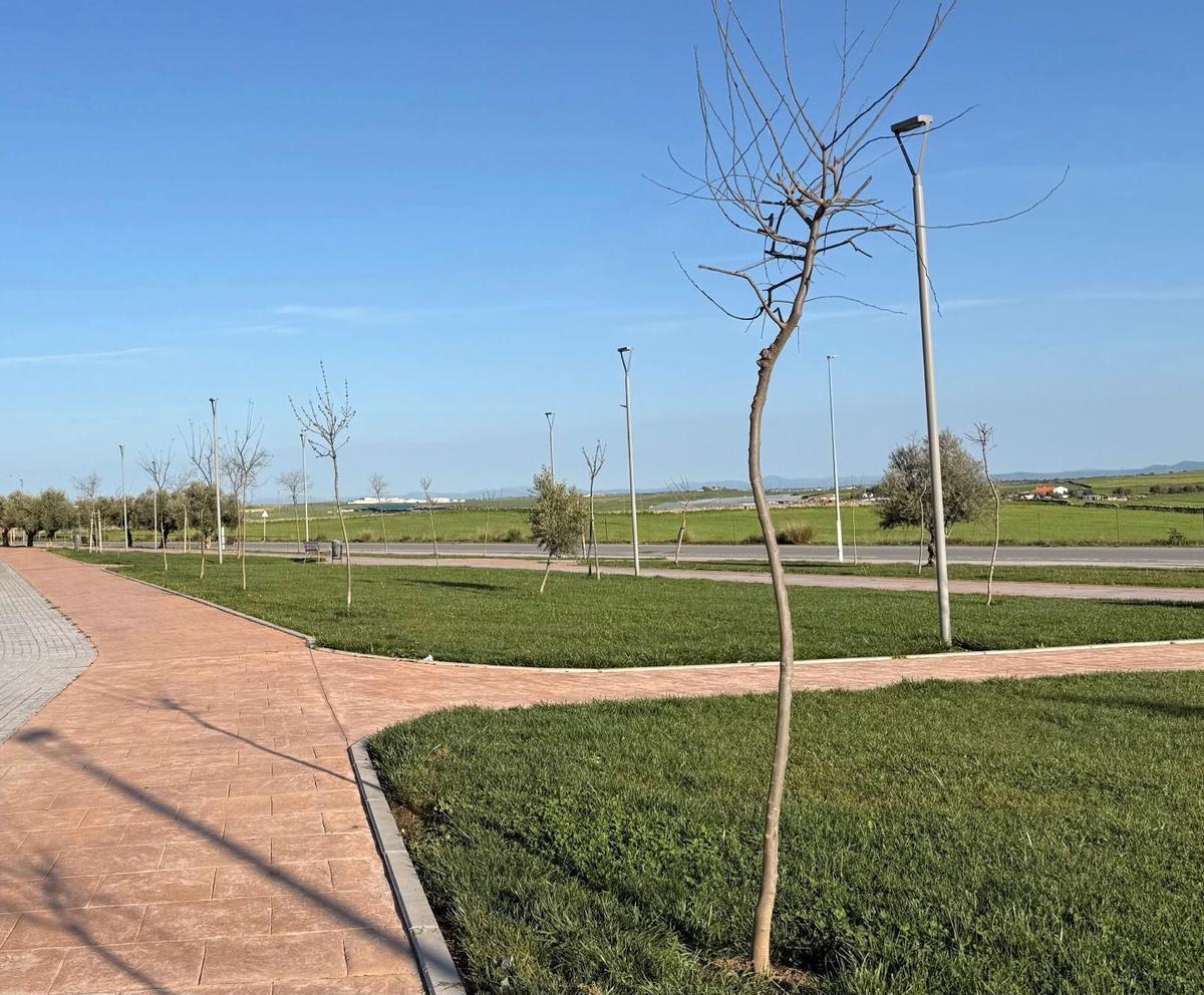 Árboles recién plantados por el Ayuntamiento de Pozoblanco.