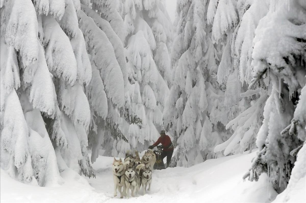 Un trineo compite con sus perros durante la carrera de trineos tirados por perros de Sedivackuv Long cerca del pueblo de Destne v Orlicky Horach República Checa