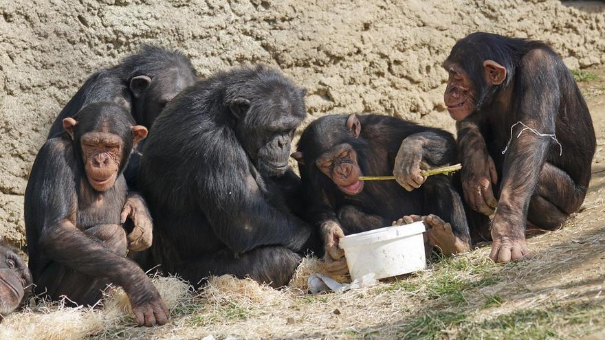 Así se automedican los chimpancés