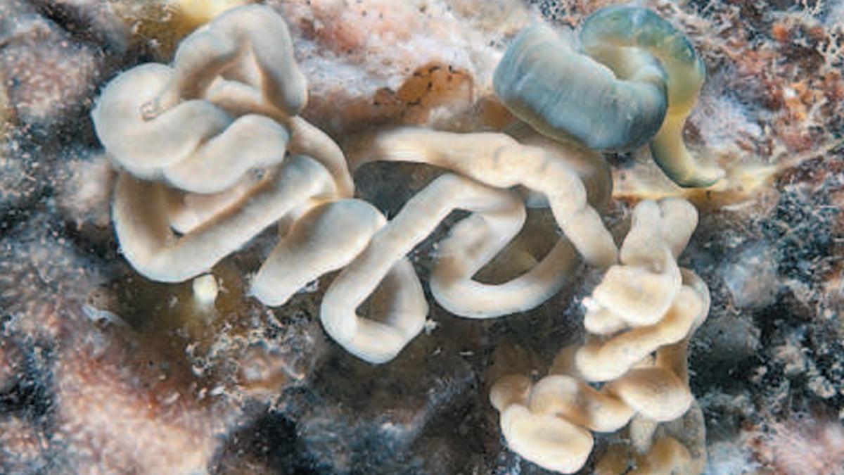 El gusano conocido como «Emplectonema gracile».