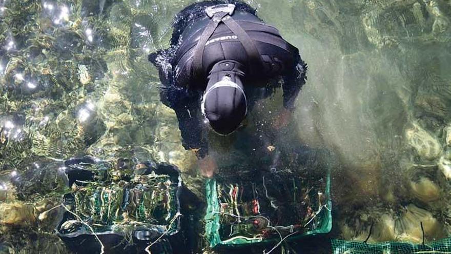 Am Meeresgrund vor Mallorca wird ein Unterwasserwald aufgeforstet