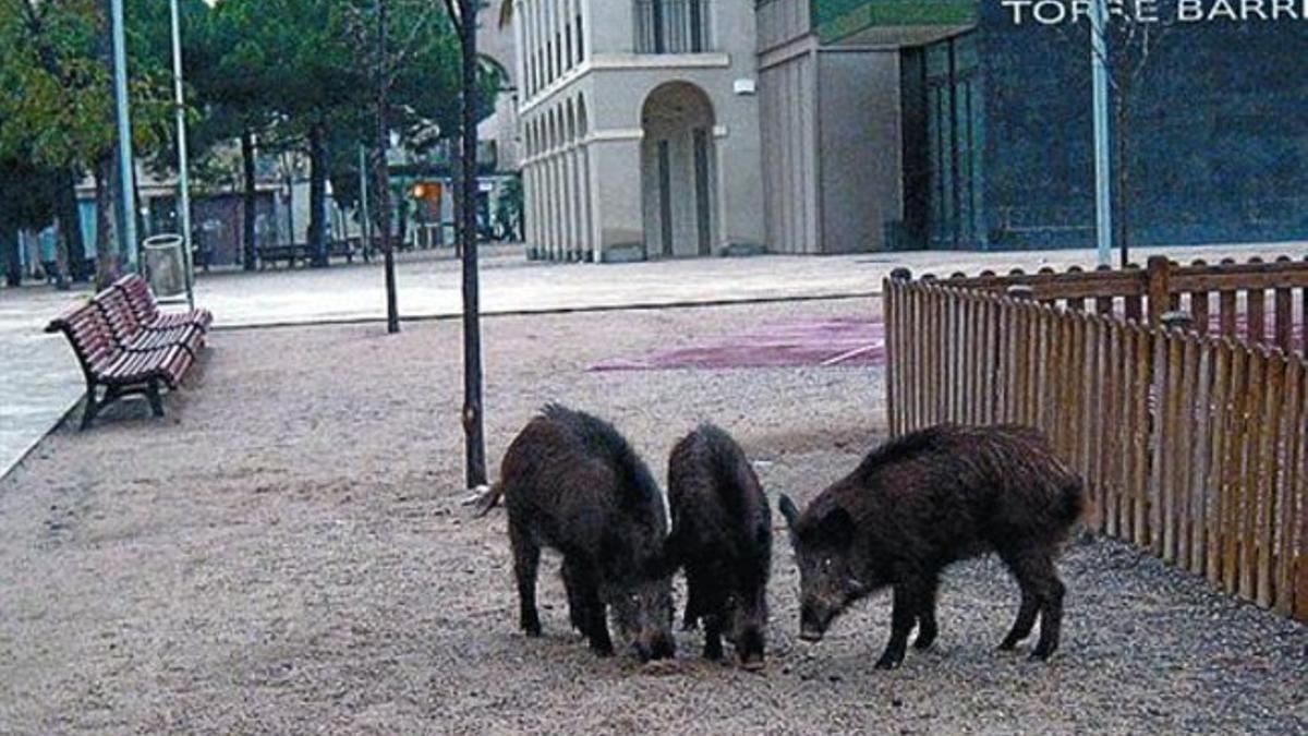 Tres jabalís, en el parque de La Marquesa de L'Hospitalet, en diciembre.
