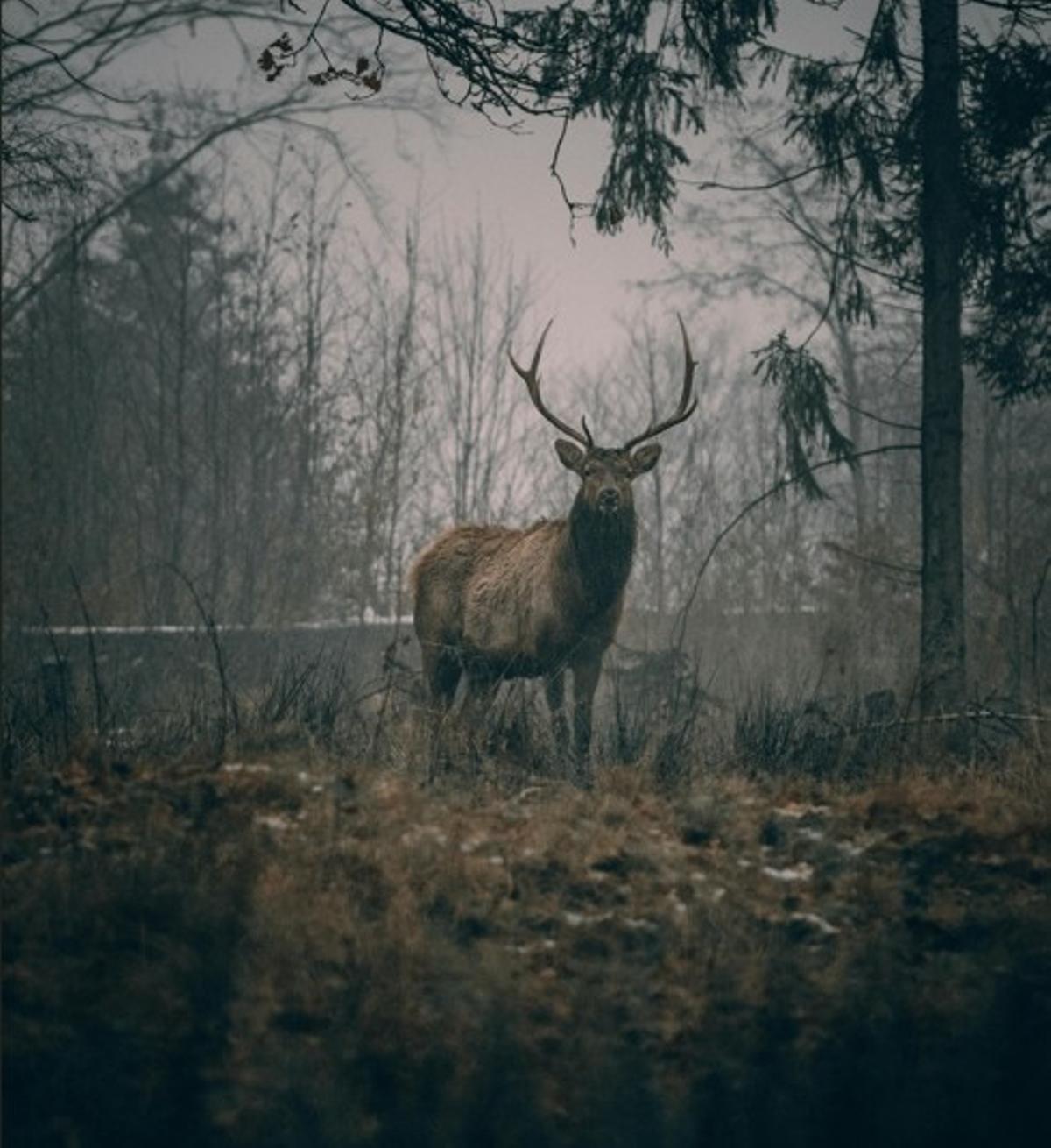 Imagen promocional de la V Tertulia Cinegética.