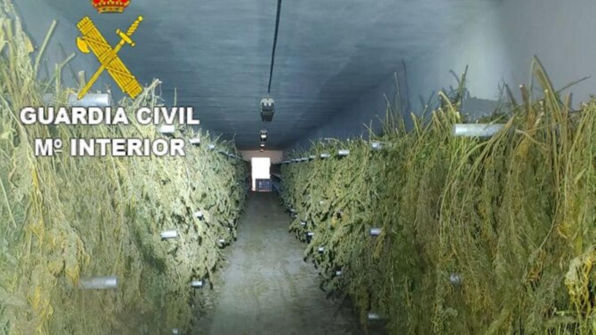 Así era la plantación que contenía marihuana escondida entre cáñamo en Zafarraya.