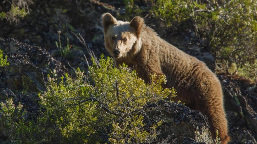 Asturias crea un protocolo para actuar con osos habituados al hombre