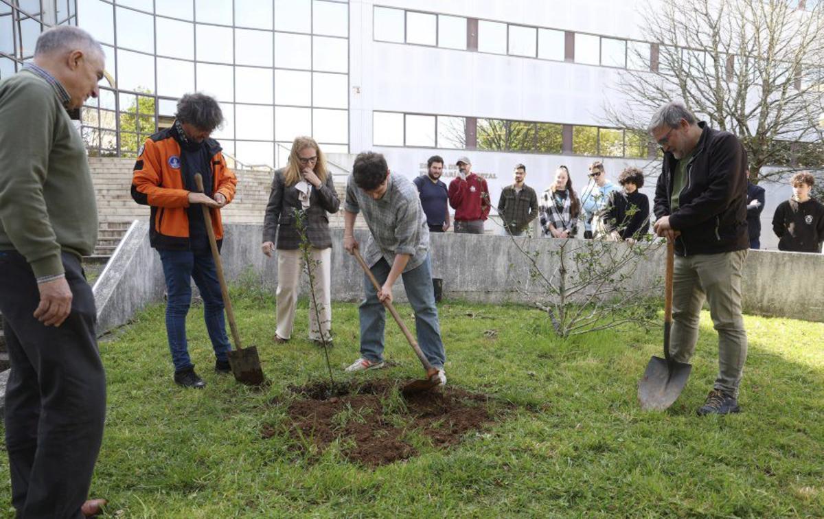 Plantación, ayer, del acebo  en el campus. | GUSTAVO SANTOS