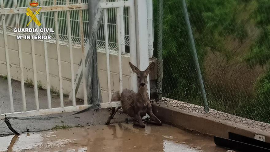 Una corza atrapada en una valla en San Antonio de Benagéber