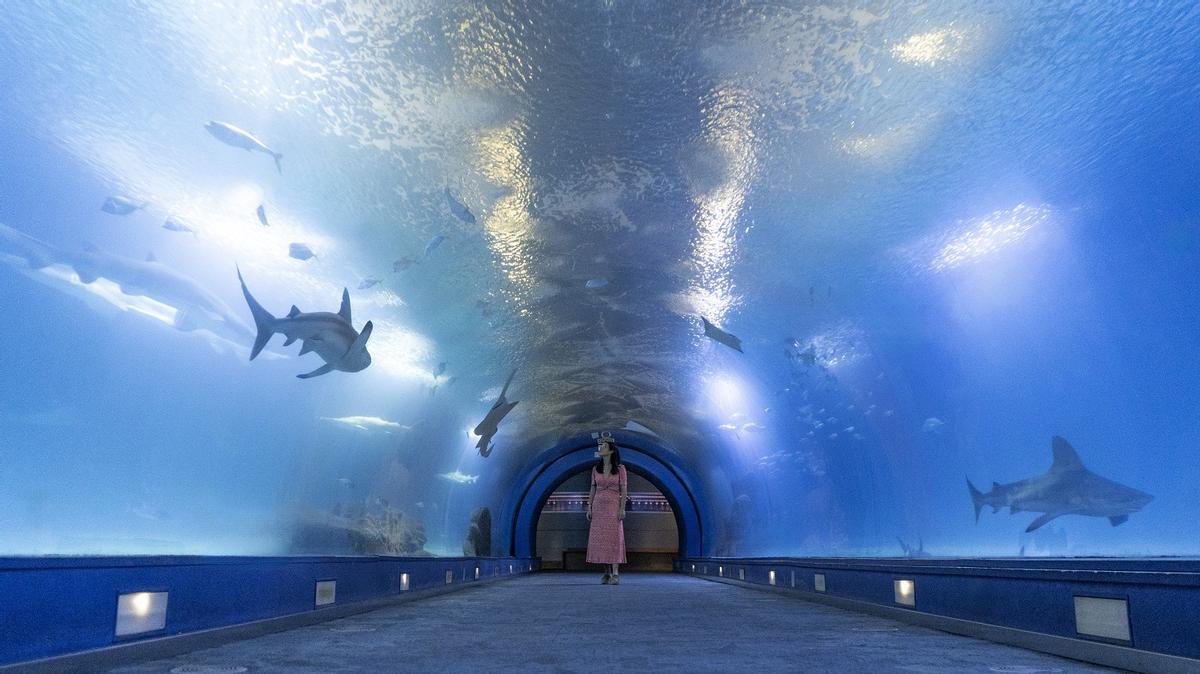 El Oceanogràfic de València cuenta con un túnel rodeado de tiburones y rayas.