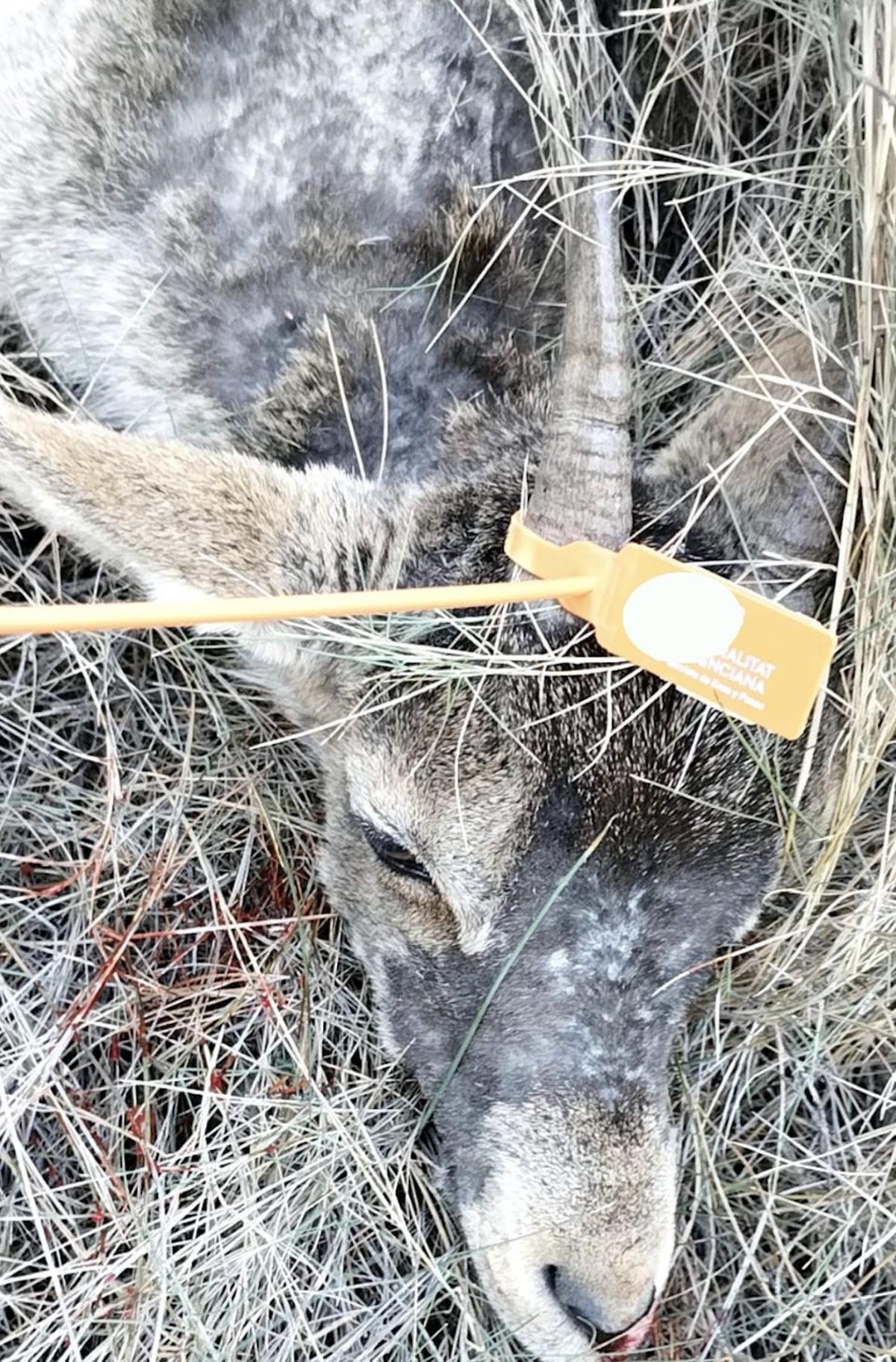 Detalle del efecto que la sarna tiene sobre los animales infectados, que acaban muriendo.