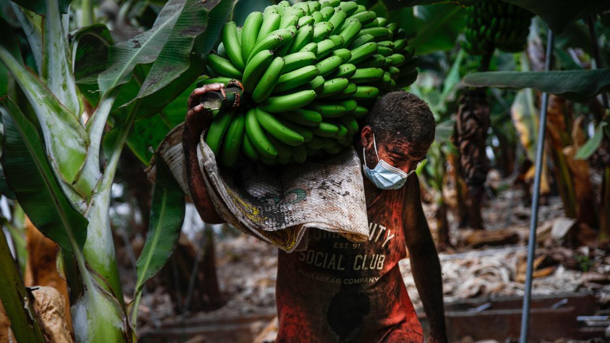 Un agricultor lleno de ceniza recoge un racimo de plátanos antes que la lava del volcán de Cumbre Vieja llegue a las plantaciones, a 23 de septiembre de 2021, en La Palma, Santa Cruz de Tenerife, Canarias (España). La Palma es la isla del archipiélago que más plátano produce después de Tenerife, el 50% de su PIB viene de esta fruta a la que se dedican más de 5.300 productores y cerca de 10.000 familias dependen directamente de su cultivo. La erupción del volcán el pasado domingo, ha paralizado la cosecha del 15% del plátano canario, unas 300 hectáreas de plantaciones. Muchos cultivadores de plátanos han recogido durante estos días sus cosechas antes de que la lava arrase las plantaciones.