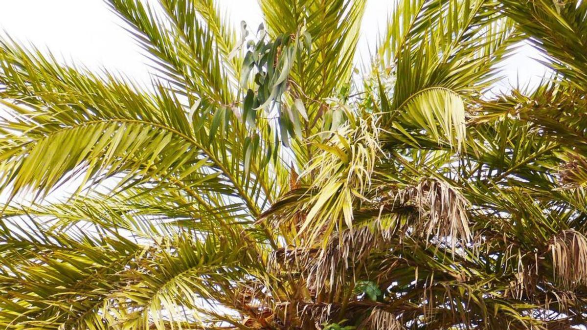 Una palmera de Santa Cristina cría un eucalipto | I.R.