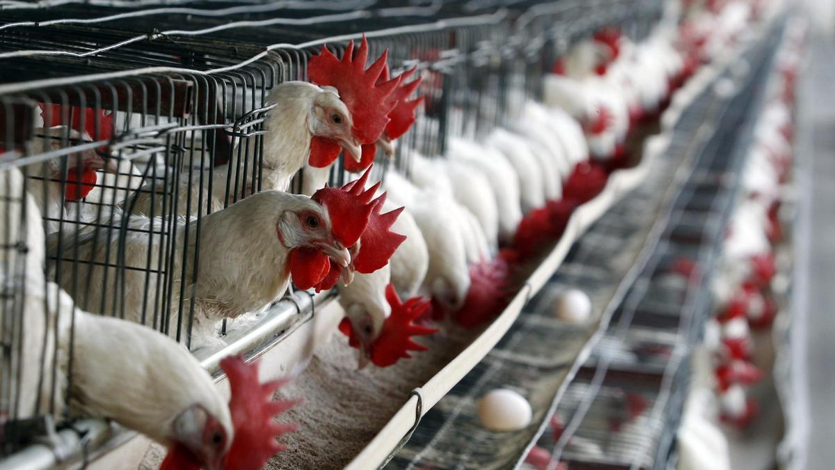 Una granja de gallinas en Brasil.