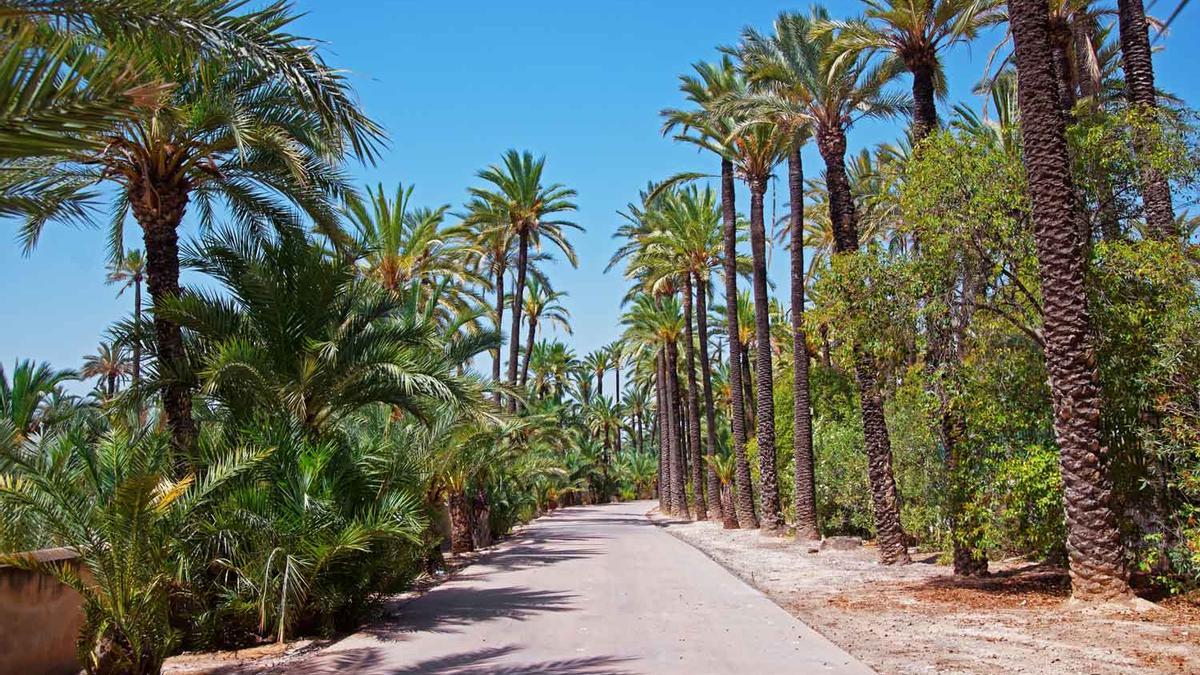 La ruta de las palmeras