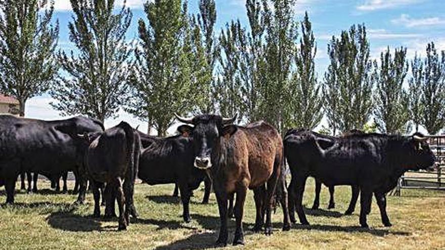 Ejemplares de raza sayaguesa en la feria de Bermillo.