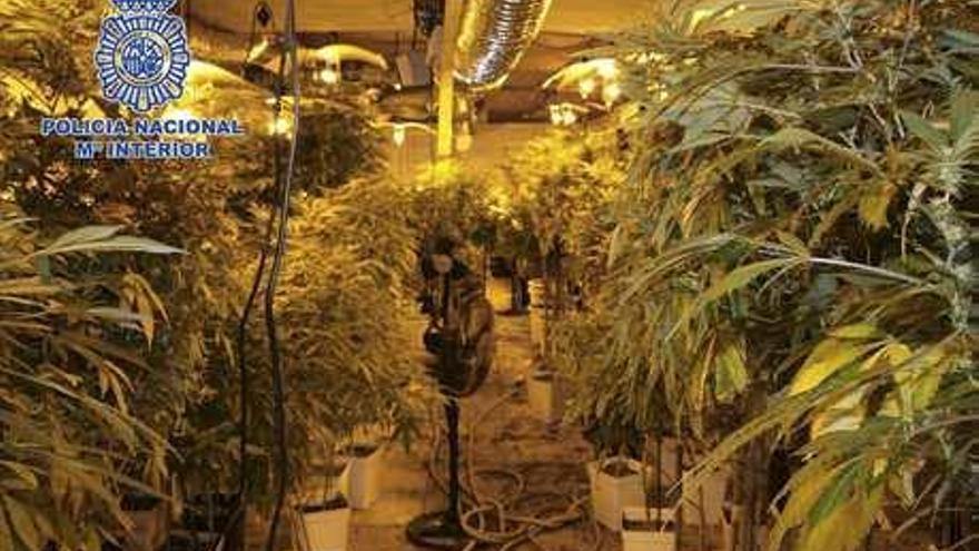 Hallan 2.500 plantas de marihuana