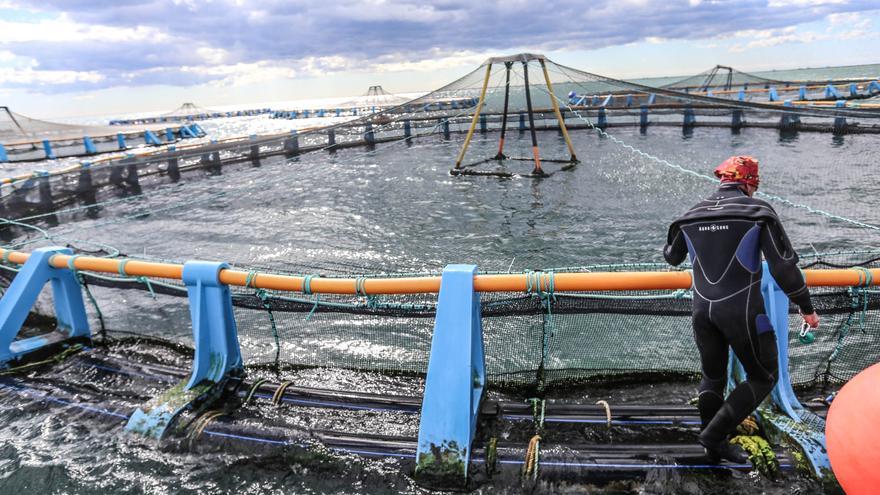 El Consell declara &quot;aceptable&quot; el impacto ambiental de la primera granja marina en Torrevieja