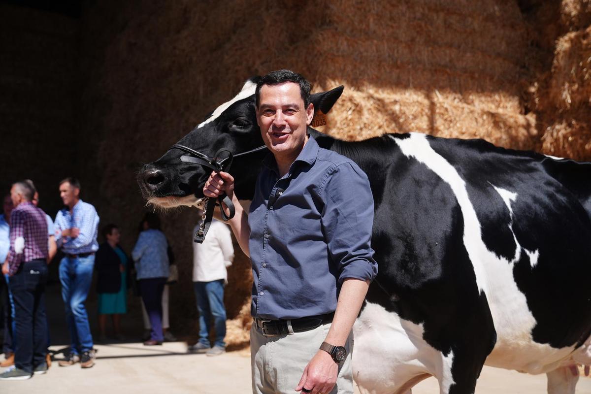 El presidente andaluz y candidato a la reelección, Juanma Moreno, con la vaca Blanca.