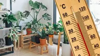 Protege tus plantas de las olas de calor con estos trucos infalibles