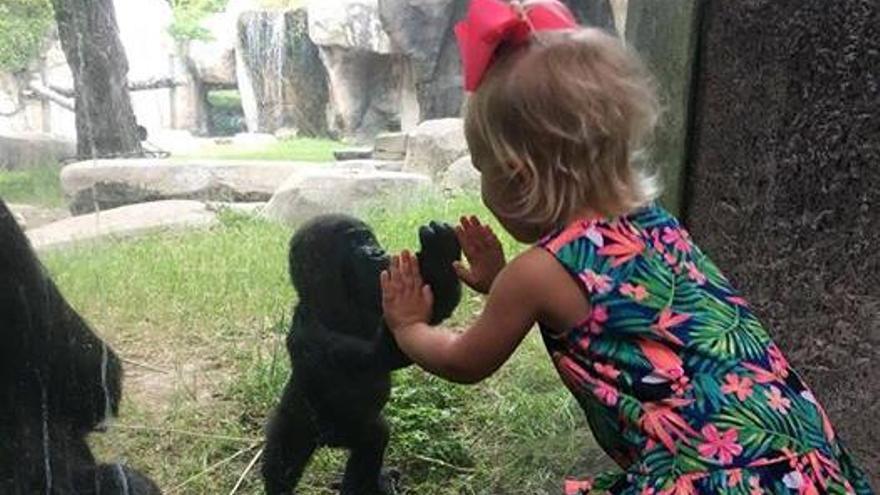 El pequeño gorila Gus y la niña Braylee.