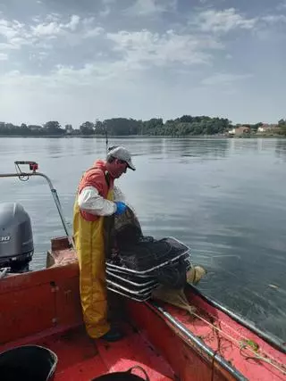 La comunidad científica avala la teoría de los pescadores sobre la llegada de arroaces al Ulla persiguiendo a la anguila