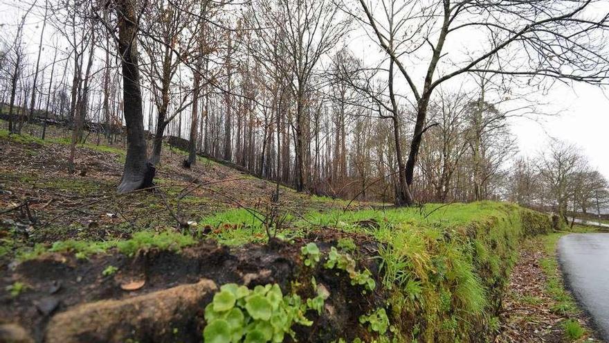 Un manto verde se puede apreciar ya en los montes quemados lo que logra frenar la erosión. // G. Santos