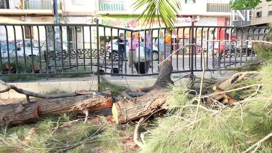 Cinco personas resultan heridas por la caída de la rama de un árbol en Elda