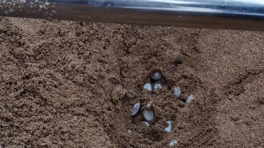 Una tortuga marina pone un centenar de huevos en Ibiza